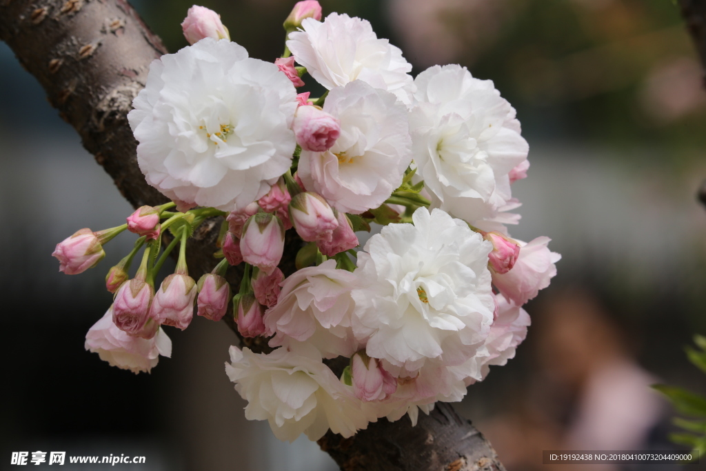 樱花