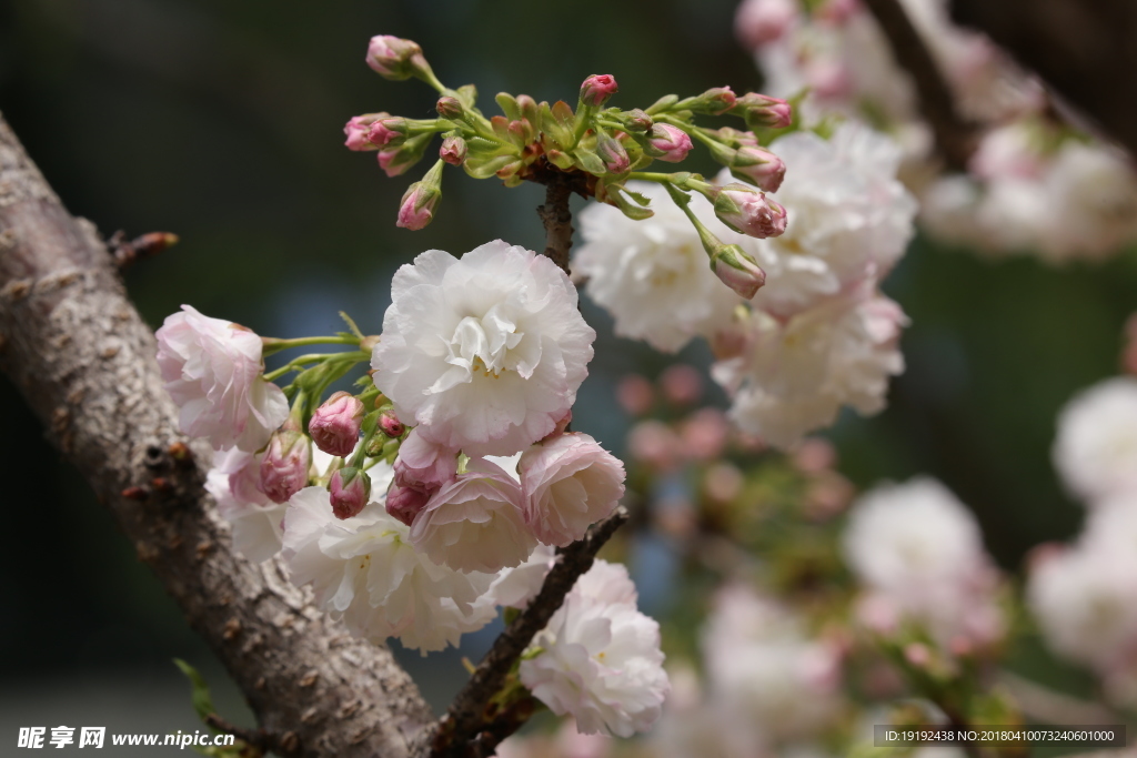 樱花