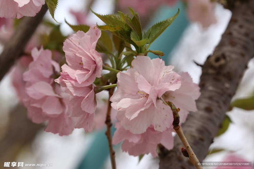 樱花
