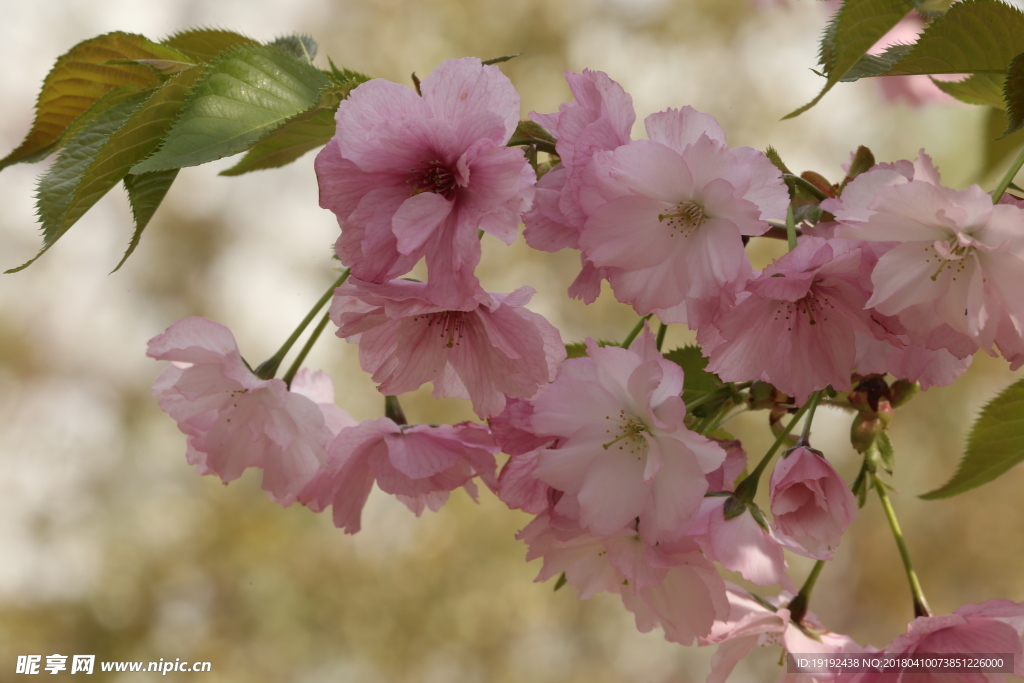 樱花