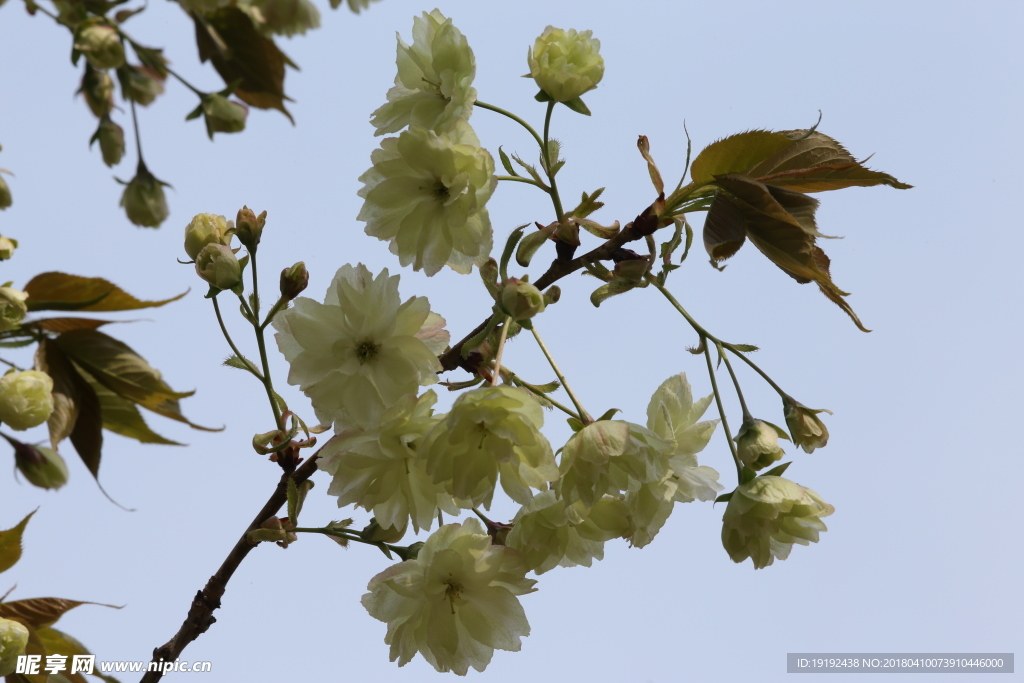 樱花