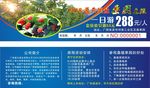 桑椹园入场券