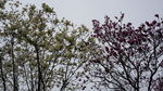玉兰花