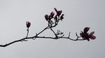 玉兰花