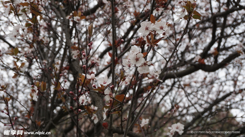 樱花