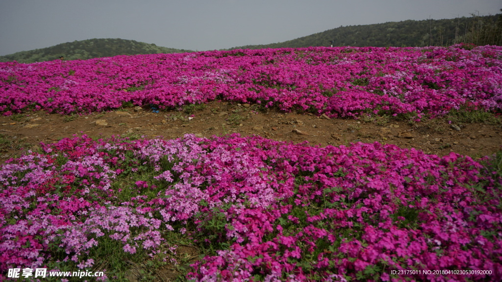 花海