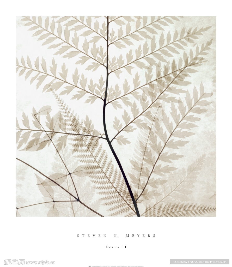 现代简约植物叶子