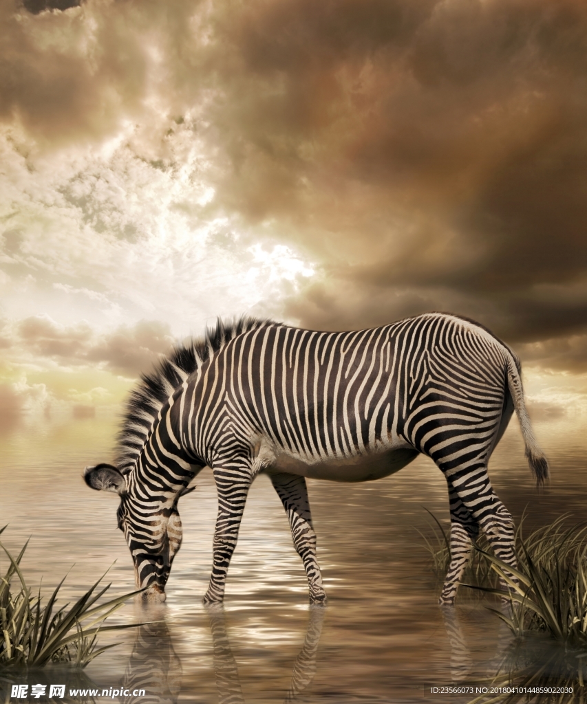 复古斑马动物画