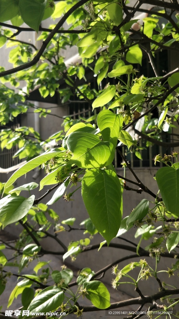 梨树叶子