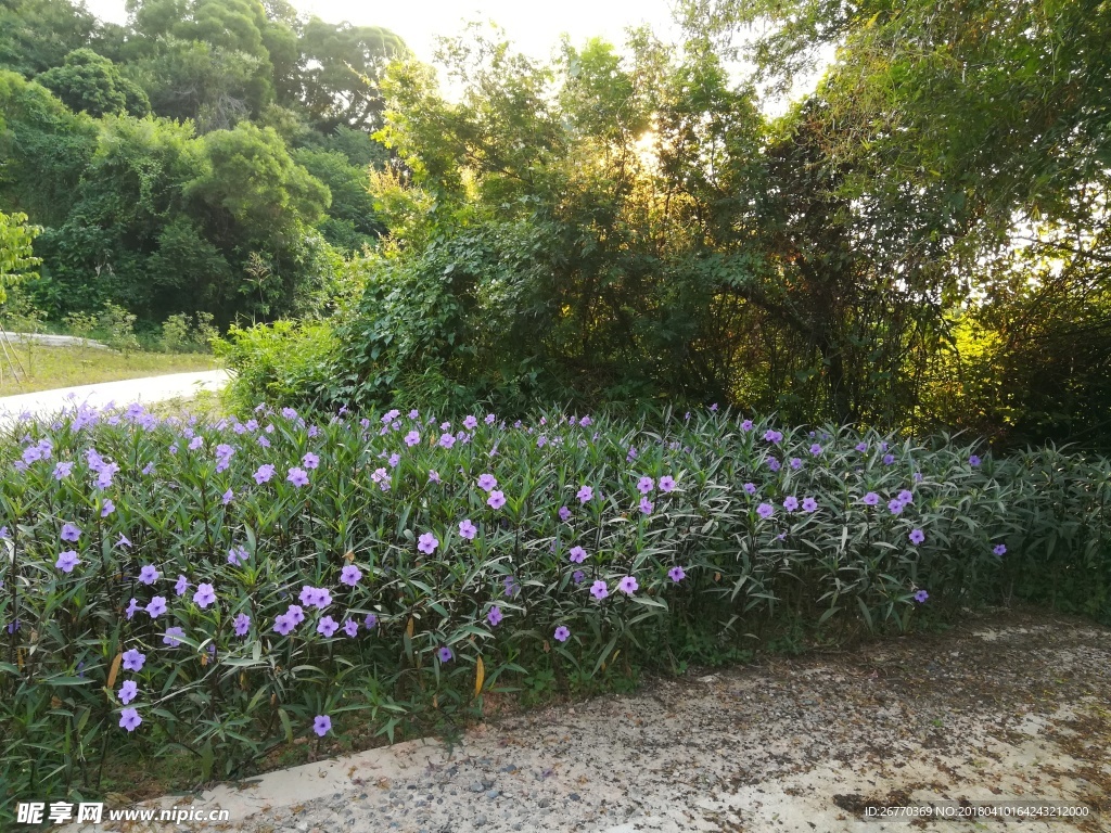 紫花