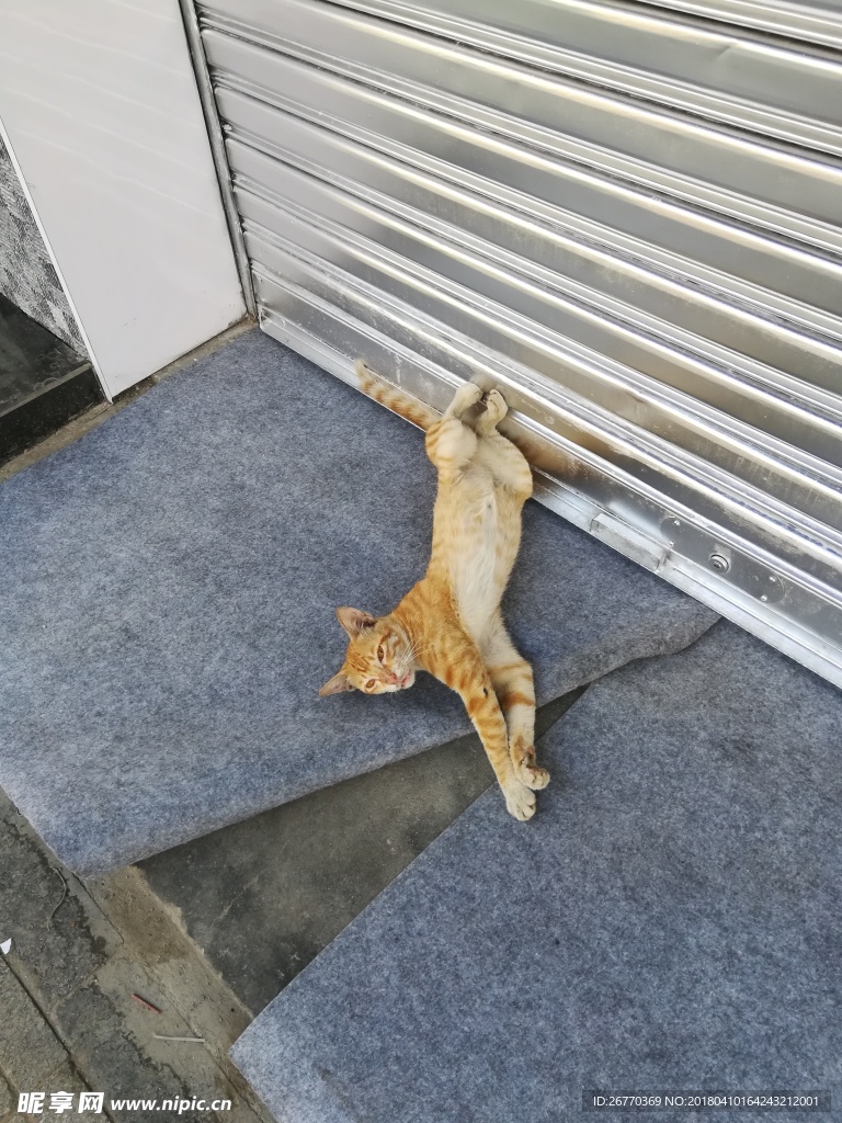 慵懒的猫