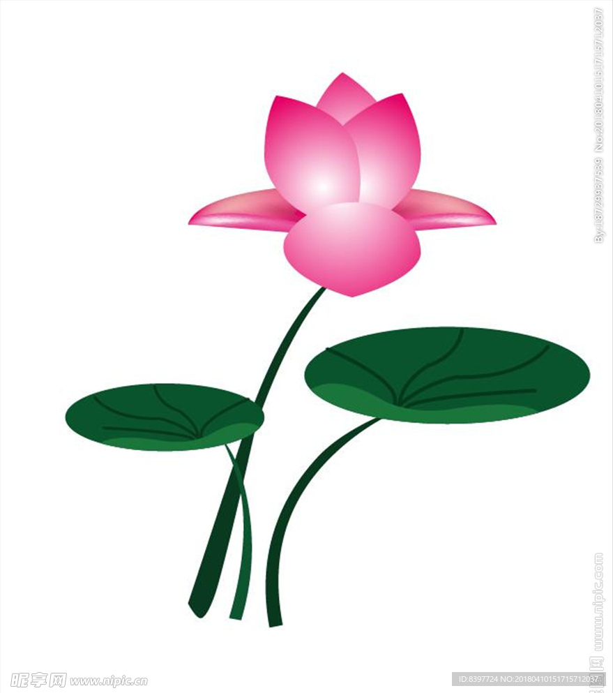 荷花