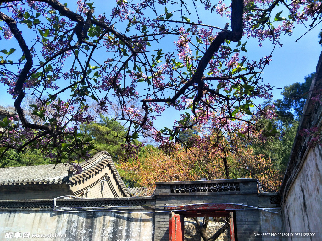 丁香花