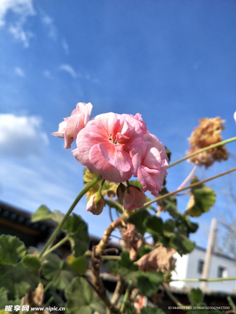 天竺葵