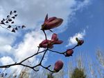 玉兰花
