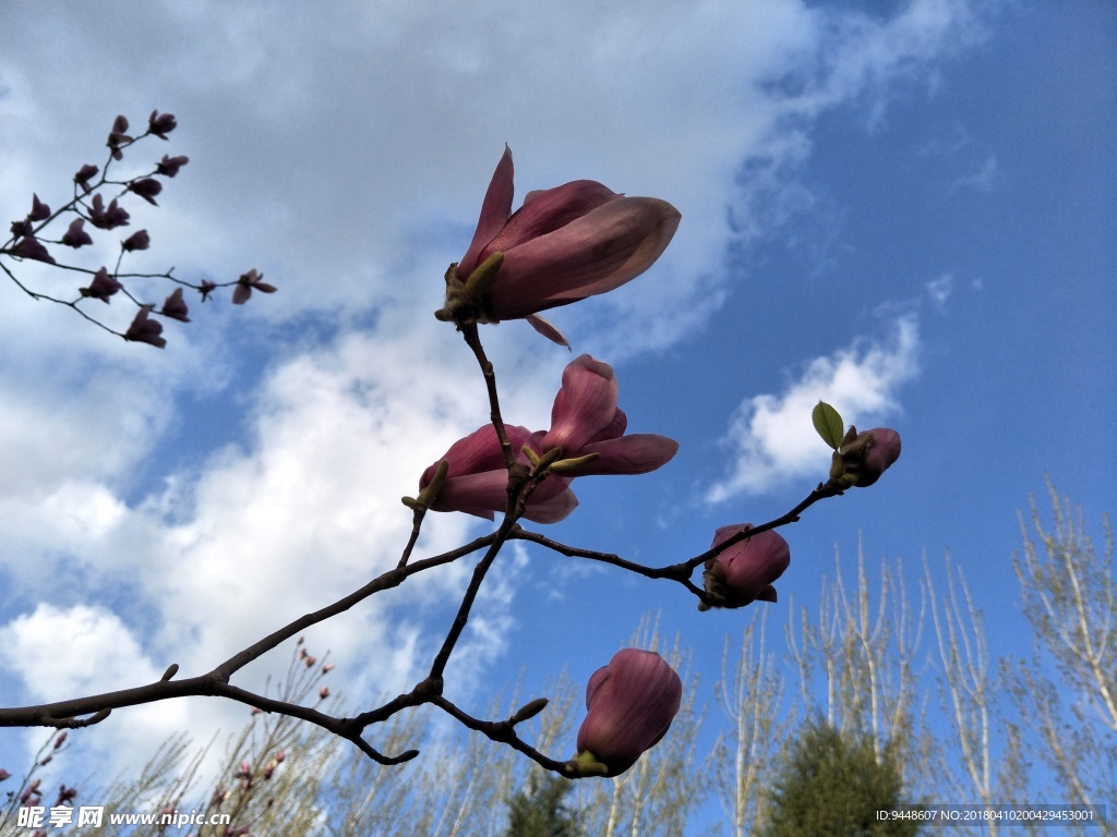 玉兰花