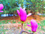 玉兰花