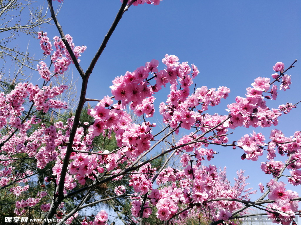 桃花
