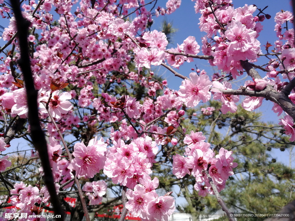 桃花