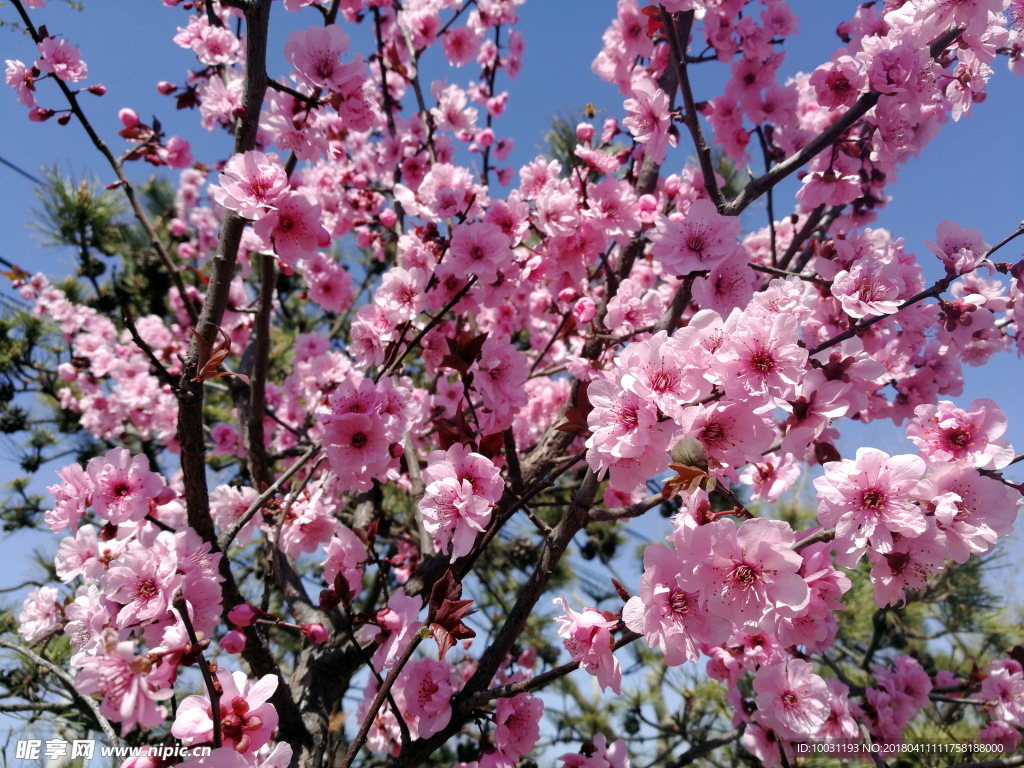 桃花