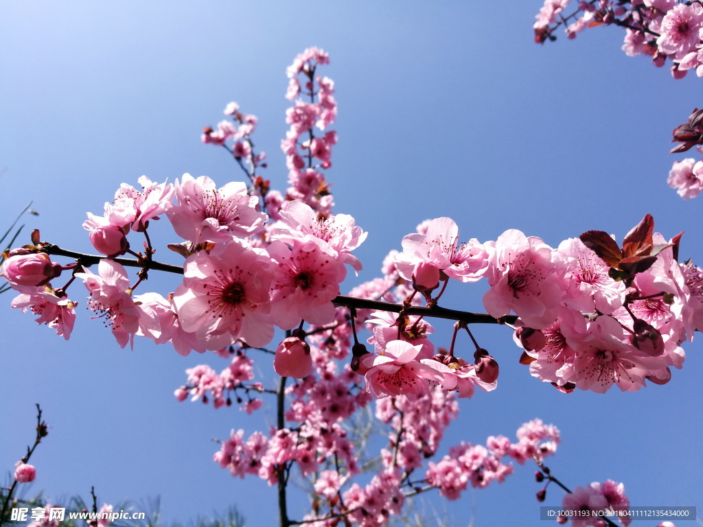 桃花