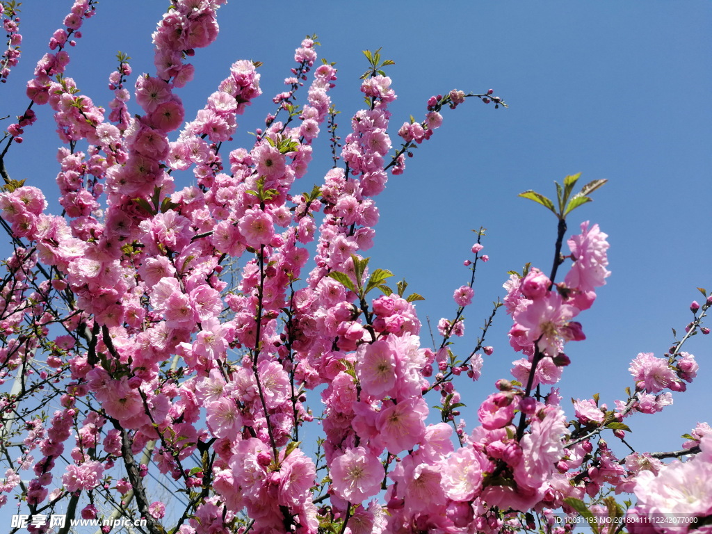 桃花