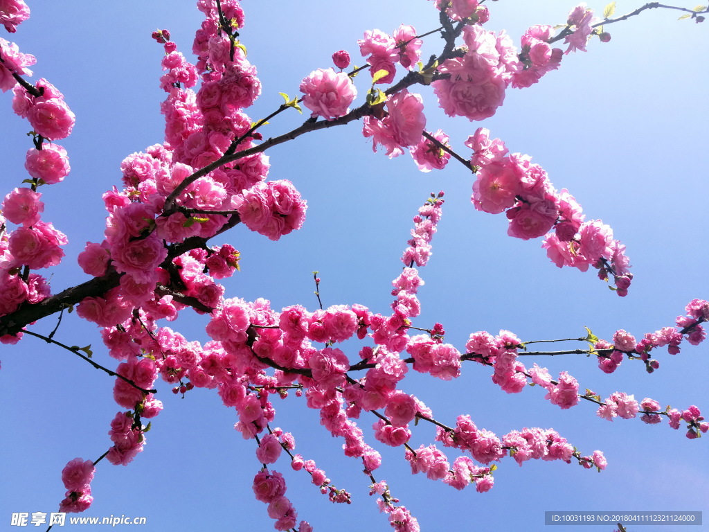 桃花