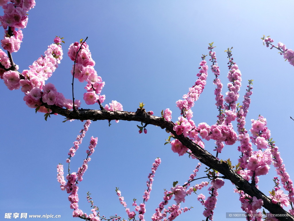 桃花