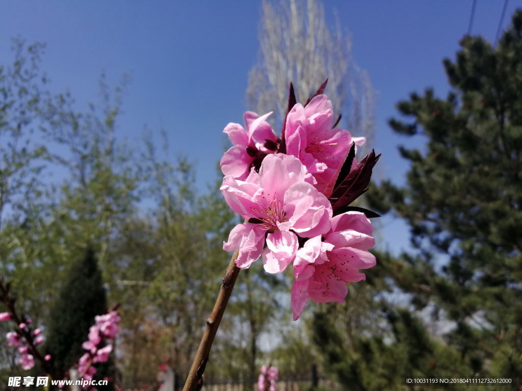 桃花