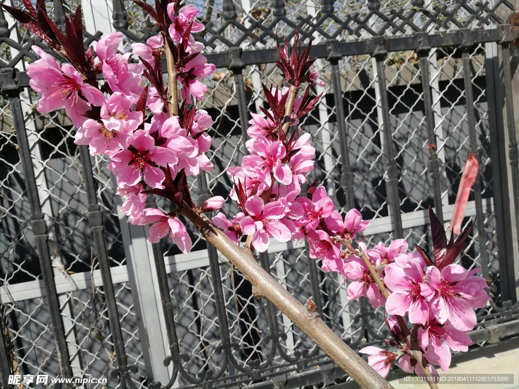 桃花