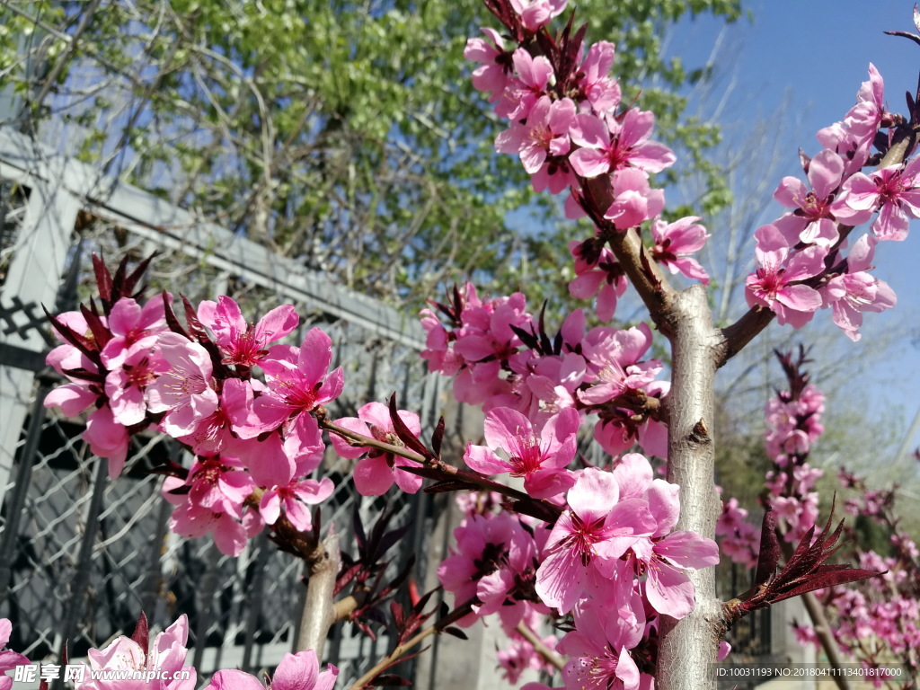 桃花