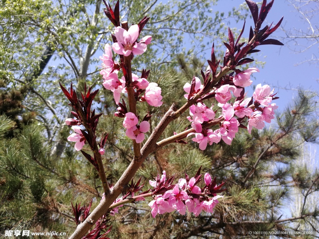桃花