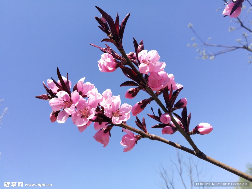 桃花