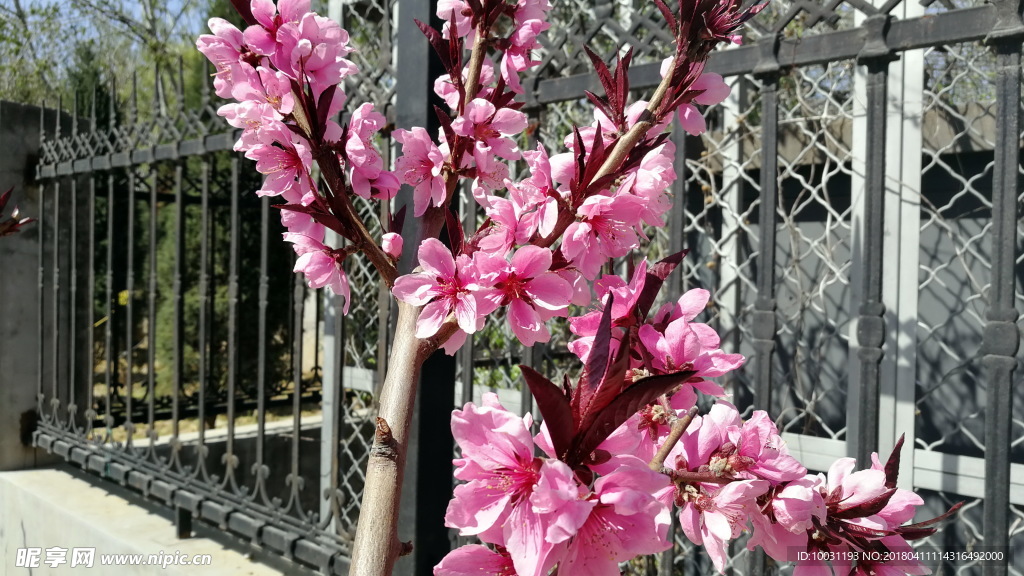 桃花