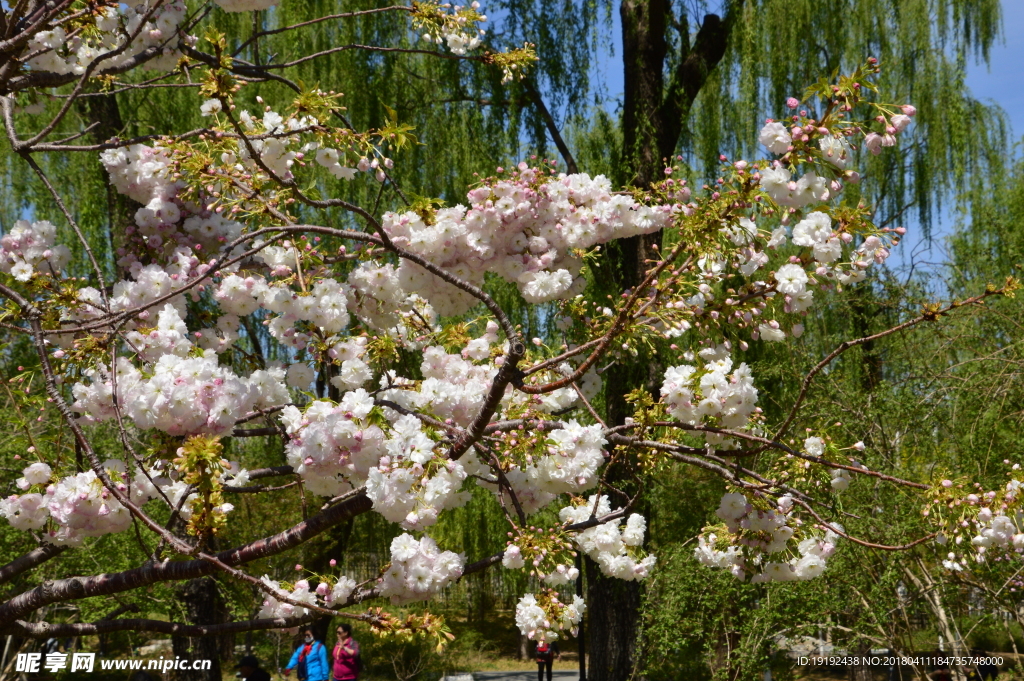 樱花