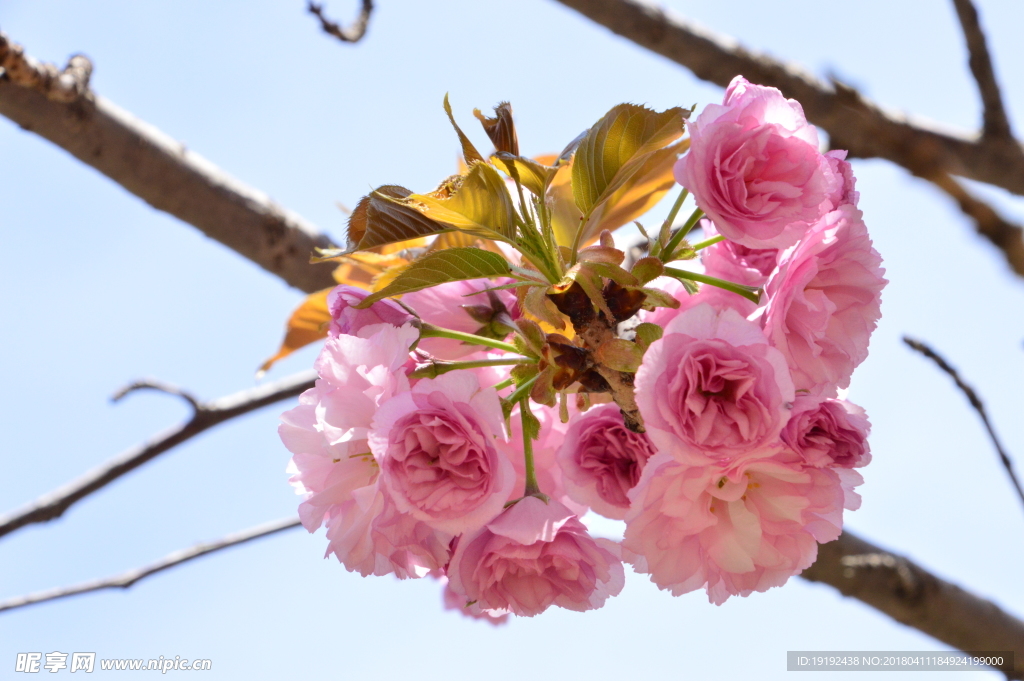 樱花