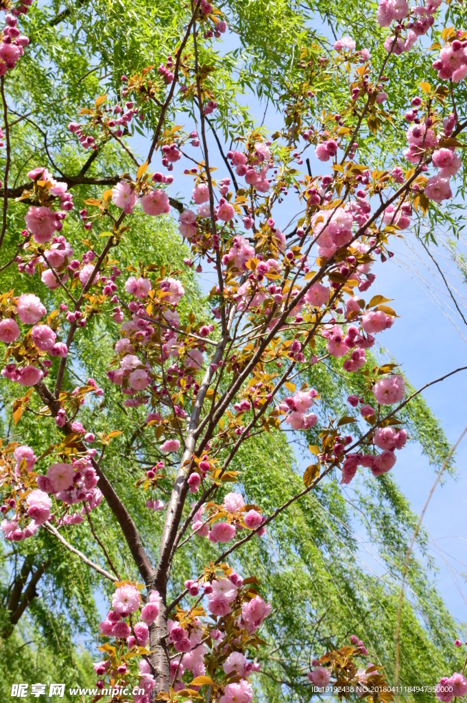 樱花