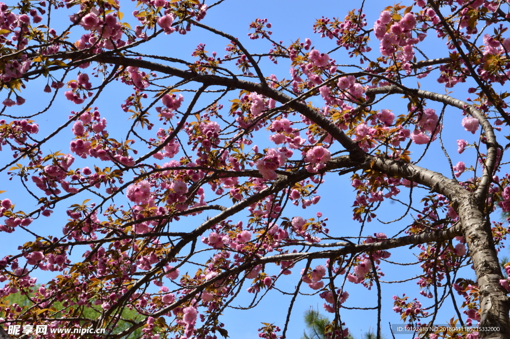 樱花