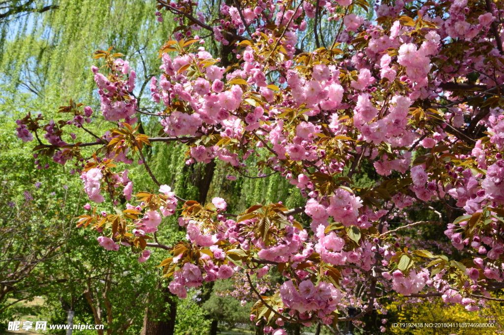 樱花