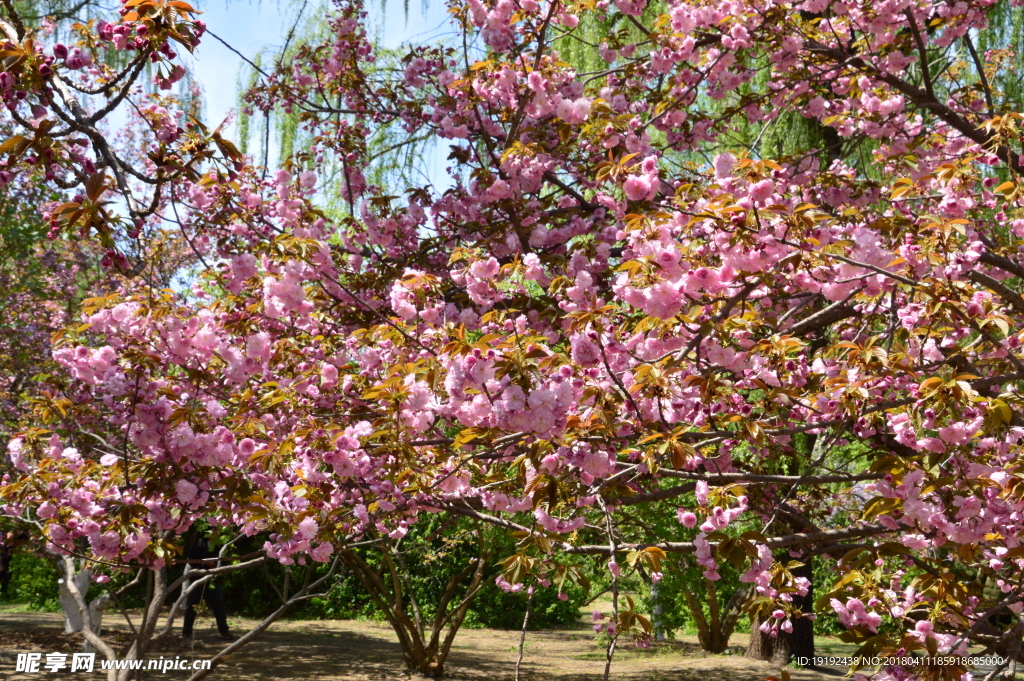 樱花