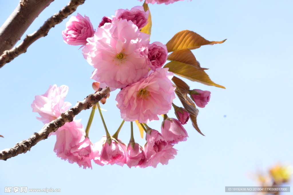 樱花
