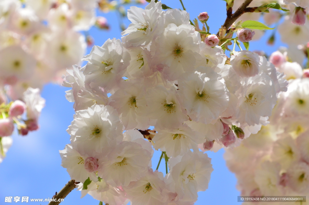 樱花