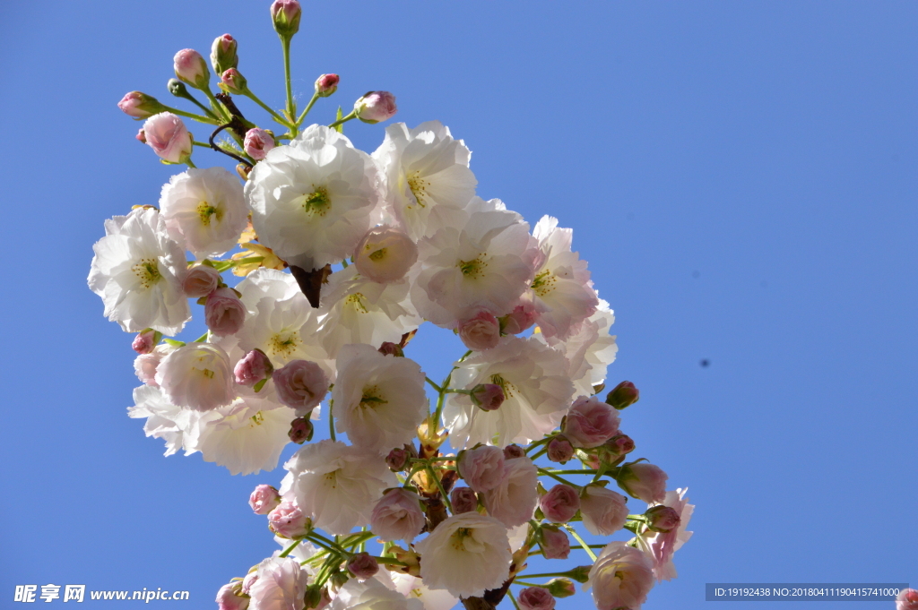 樱花