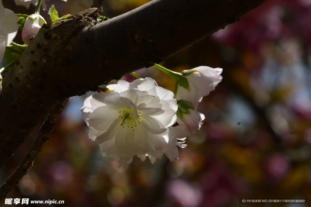樱花