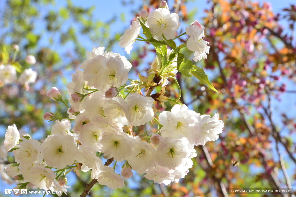 樱花