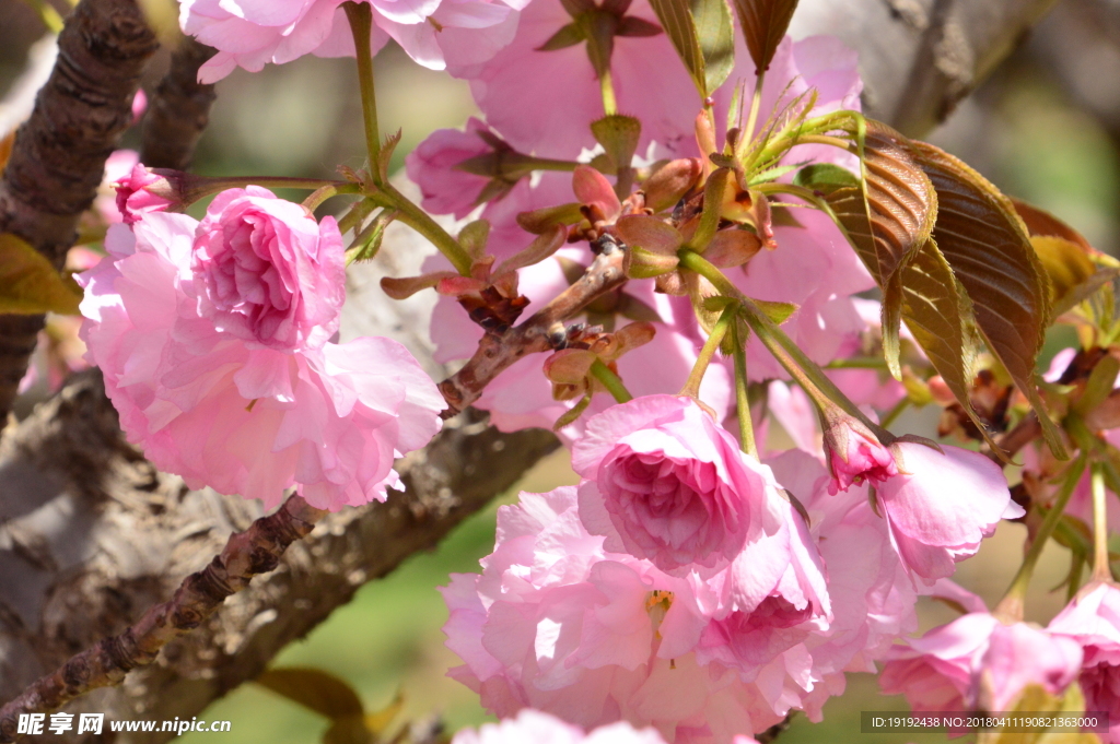 樱花