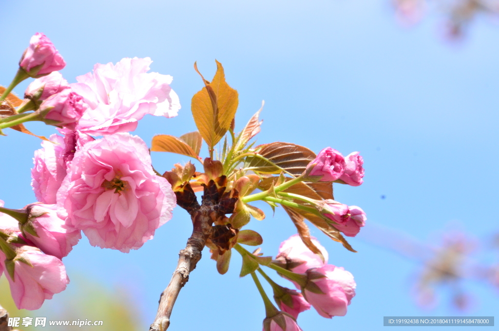 樱花