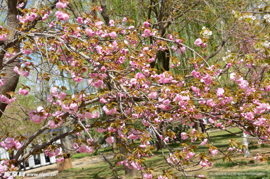 樱花