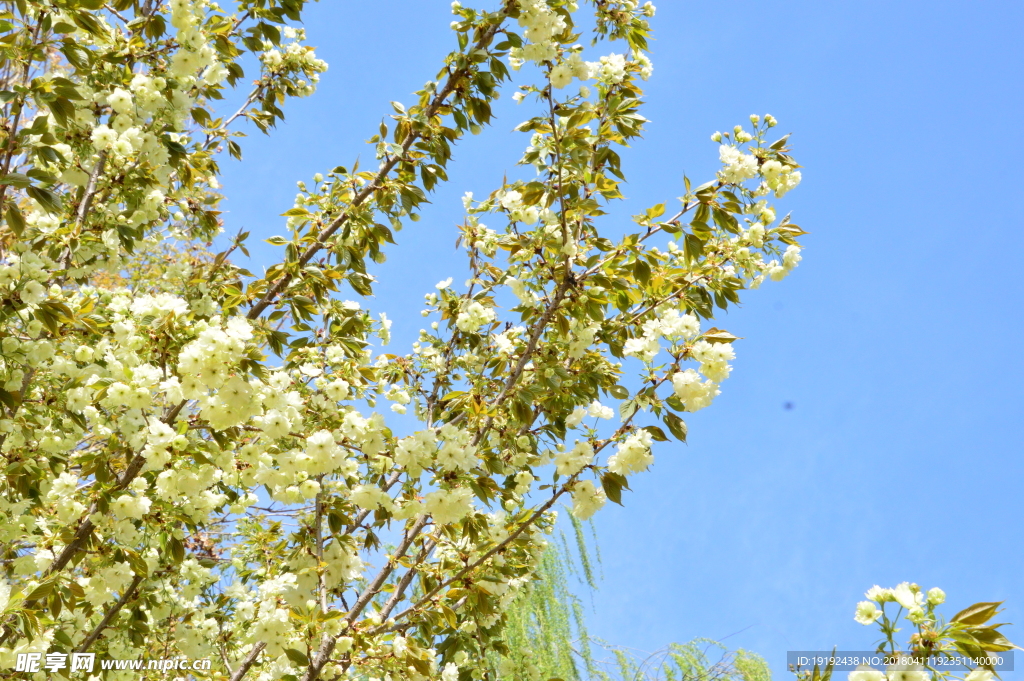 樱花