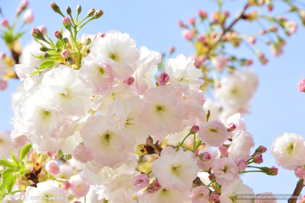 樱花